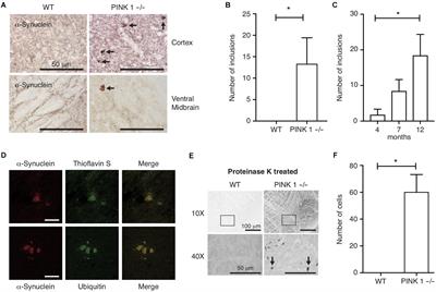 Analysis of α-Synuclein Pathology in PINK1 Knockout Rat Brains